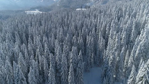 Flight over the snow-covered spruce forest with mountains in the background Video stock 147107632