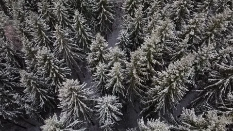 Flight over a snow-covered spruce forest Stock Footage 322036327