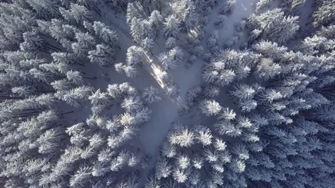 Flight over snow-covered trees in the mountains in winter Stock Footage 202205277