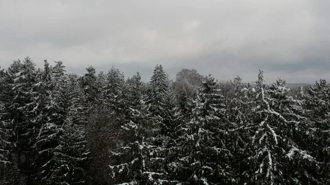 Flight over snowed trees. Video stock 91989659