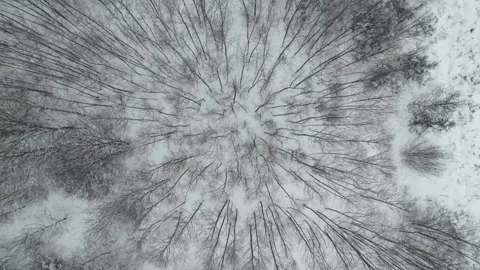 Flight over a snowy forest during a snowfall. Plan view of snow-covered treetops Stock Footage 241898736