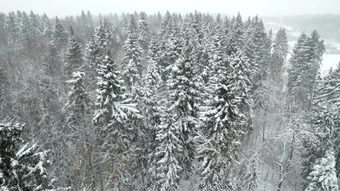 Flight over a snowy forest during a snowfall. Fir branches covered with snow Vídeos de archivo 241898917