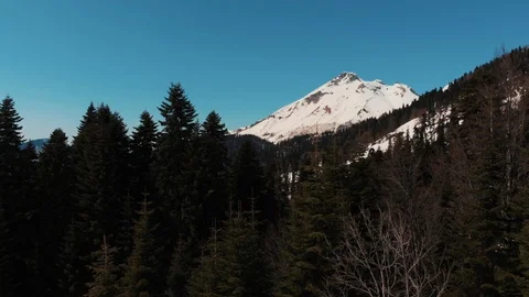 Flight over a snowy forest Stock Footage 88533057