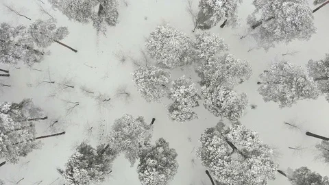 Flight over the snowy forest Stock Footage 127778824