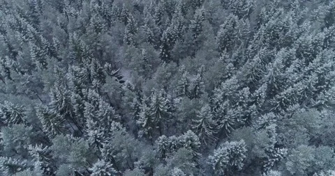 Flight over snowy forest Stock Footage 147411045