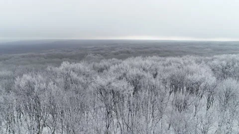 Flight over the snowy forest in winter Video stock 153431861