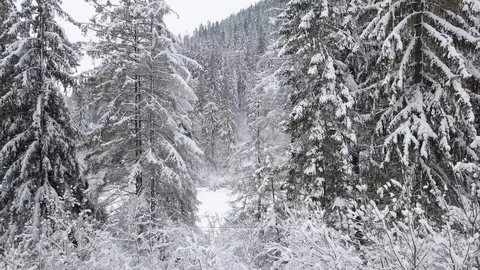 Flight over snowy mountain coniferous forest. Overcast frosty weather Stock Footage 85669503