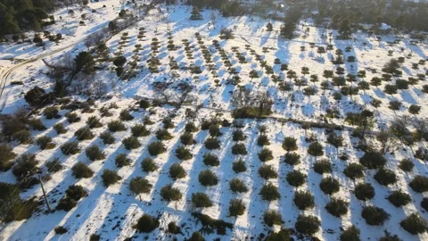 Flight over a snowy olive Stock-Footage 196287961