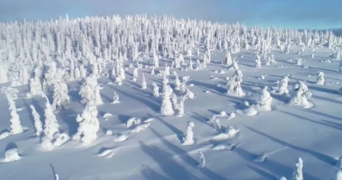 Flight over snowy taiga forest in Riisitunturi Stock Footage 171706100