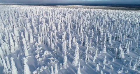 Flight over snowy taiga forest in Riisitunturi Stock Footage 171721890