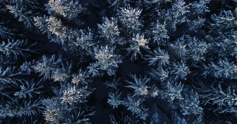 Flight over snowy treetops Stock Footage 147409991