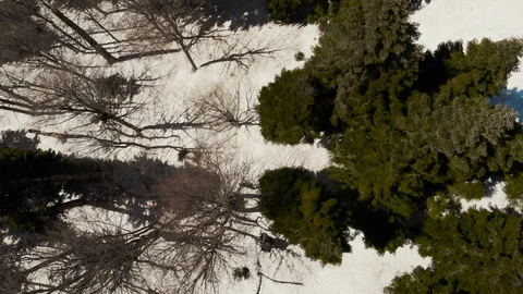 Flight over a snowy winter forest Stock Footage 88534579