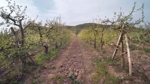 Flight over spring apple garden. Stock Footage 70185925