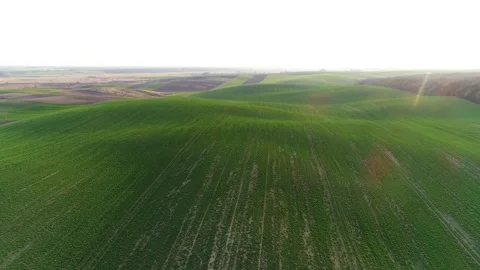 Flight over the spring field sown with soybeans. Stock-Footage 187787052