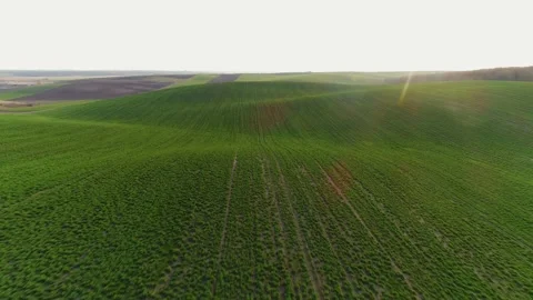 Flight over the spring field sown with soybeans. Video stock 189243295
