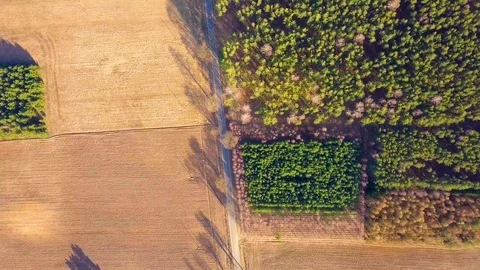 Flight over spring forest at golden sunset light. 4k AERIAL. Stock Footage 104943838