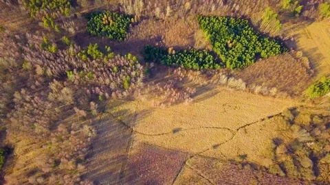 Flight over spring forest at golden sunset light Vídeo Stock 104943940