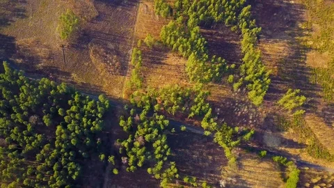 Flight over spring forest at golden sunset light Stock Footage 104943974
