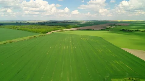 Flight over spring green fields with wheat. Forest and villages on the horizon. Video stock 237737353