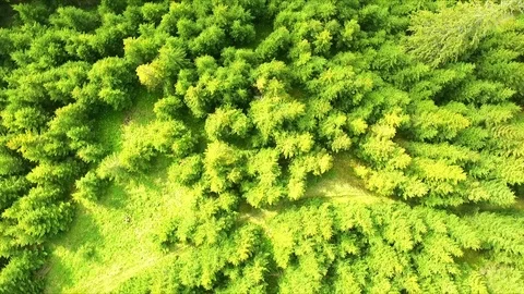 Flight over spring mountains, hills and meadows with pine green forests Video stock 75958212