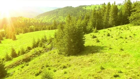 Flight over spring mountains, hills and meadows with pine green forests Stock Footage 75958285