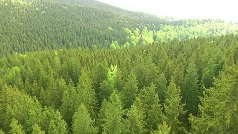 Flight over spring mountains, hills and meadows with pine green forests Video stock 75960708