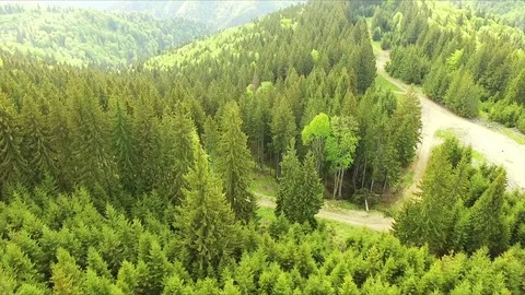 Flight over spring mountains, hills and meadows with pine green forests Vidéo 75960847