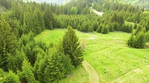 Flight over spring mountains, hills and meadows with pine green forests Video stock 75960883