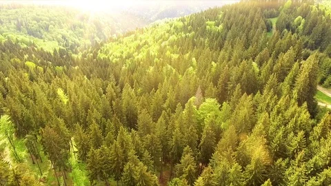 Flight over spring mountains, hills and meadows with pine green forests Video stock 75960909