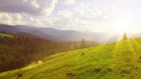 Flight over spring mountains, hills and meadows with pine green forests Video stock 75965439