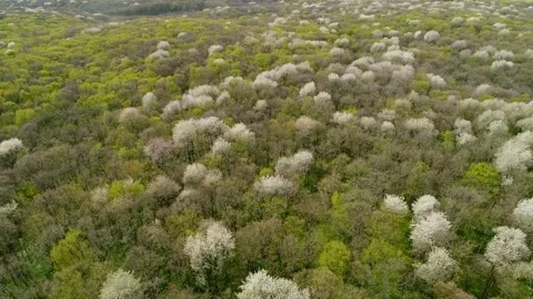 Flight over the spring Ukrainian forest. Forest cherries are blooming. Video stock 172518748