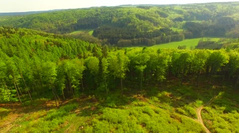 Flight over the spring woods Stock Footage 62904288