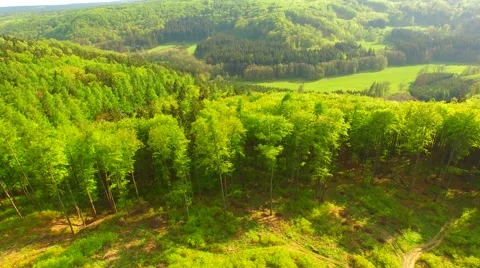 Flight over the spring woods Stock Footage 62904296