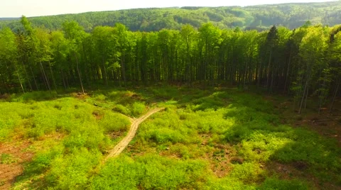 Flight over the spring woods Stock Footage 62904301