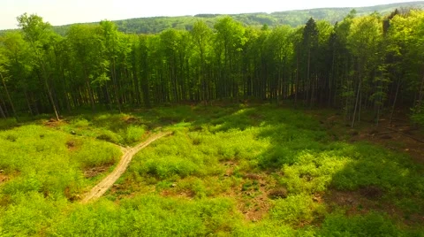 Flight over the spring woods Stock Footage 62904309