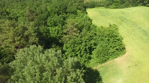 Flight over the spring woods Stock Footage 63868127
