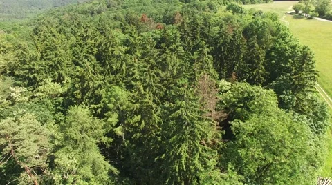 Flight over the spring woods Stock Footage 63868289