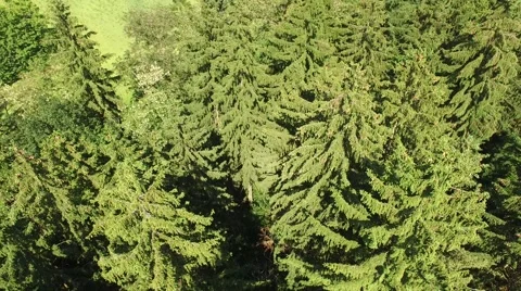 Flight over the spring woods Stock Footage 63868370