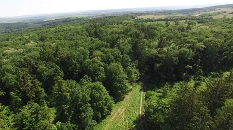 Flight over the spring woods Stock Footage 63869680