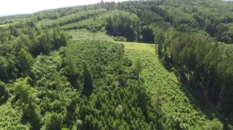 Flight over the spring woods Stock Footage 63938416