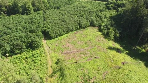 Flight over the spring woods Stock Footage 63939737