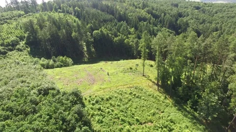 Flight over the spring woods Stock Footage 63942628