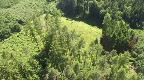 Flight over the spring woods Stock Footage 63943325