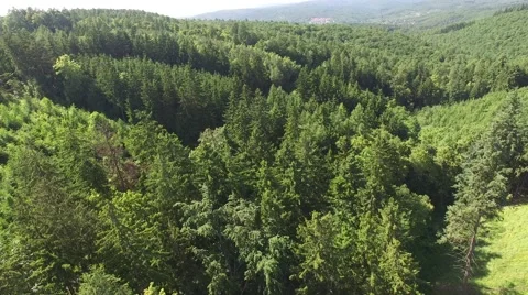 Flight over the spring woods Stock Footage 63949113