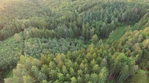 Flight over the spring woods Stock Footage 64322446