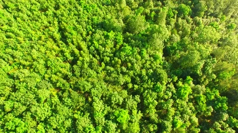 Flight over the spring woods Stock Footage 64463482