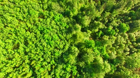 Flight over the spring woods Stock Footage 64463485