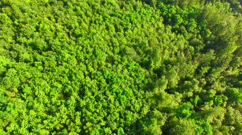 Flight over the spring woods Stock Footage 64463522