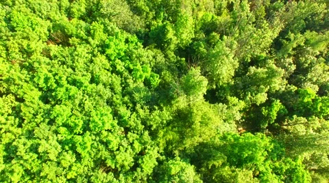Flight over the spring woods Stock Footage 64463545