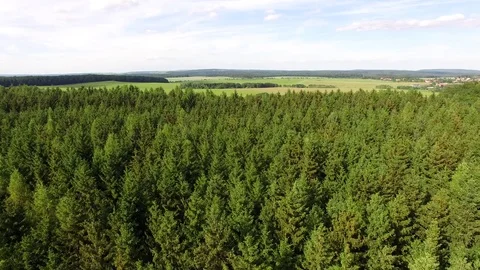 Flight over the spring woods Stock Footage 76577813